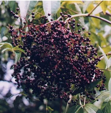 Elderberry (Sambucus Canadensis) — but can benefit from occasional pruning to maintain shape and encourage fruit production; elderberry shrubs, image 75