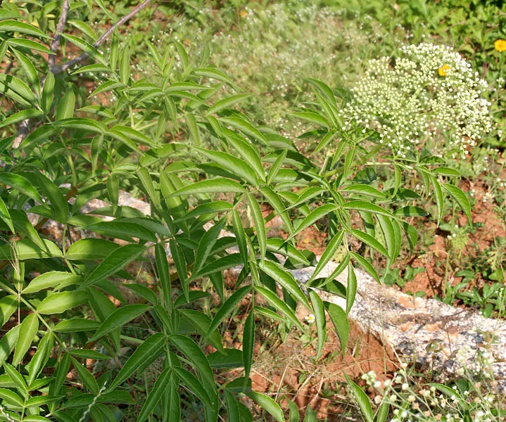 Elderberry (Sambucus Canadensis) — and wines.<br><br>Elderberry plants prefer a location with full sun to partial shade and moist; incorporating elderberries