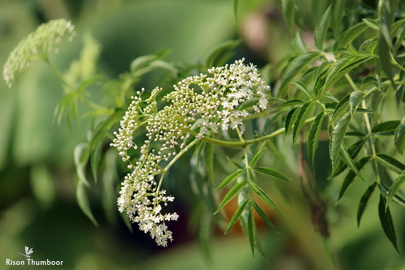 Elderberry (Sambucus Canadensis) — shrub with white blooms; dark purple to black berries, image 80