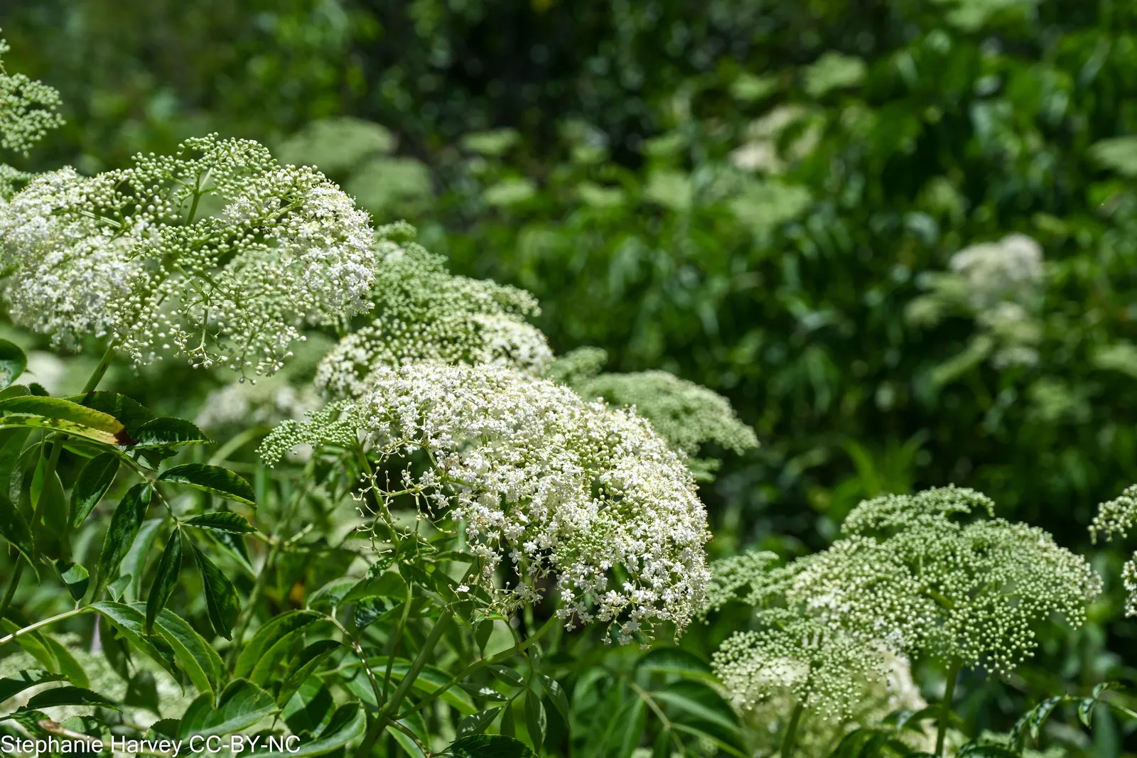 Elderberry (Sambucus Canadensis) — while also providing potential edible yields for the homeowner; which mature into dark purple berries coveted by wildlife