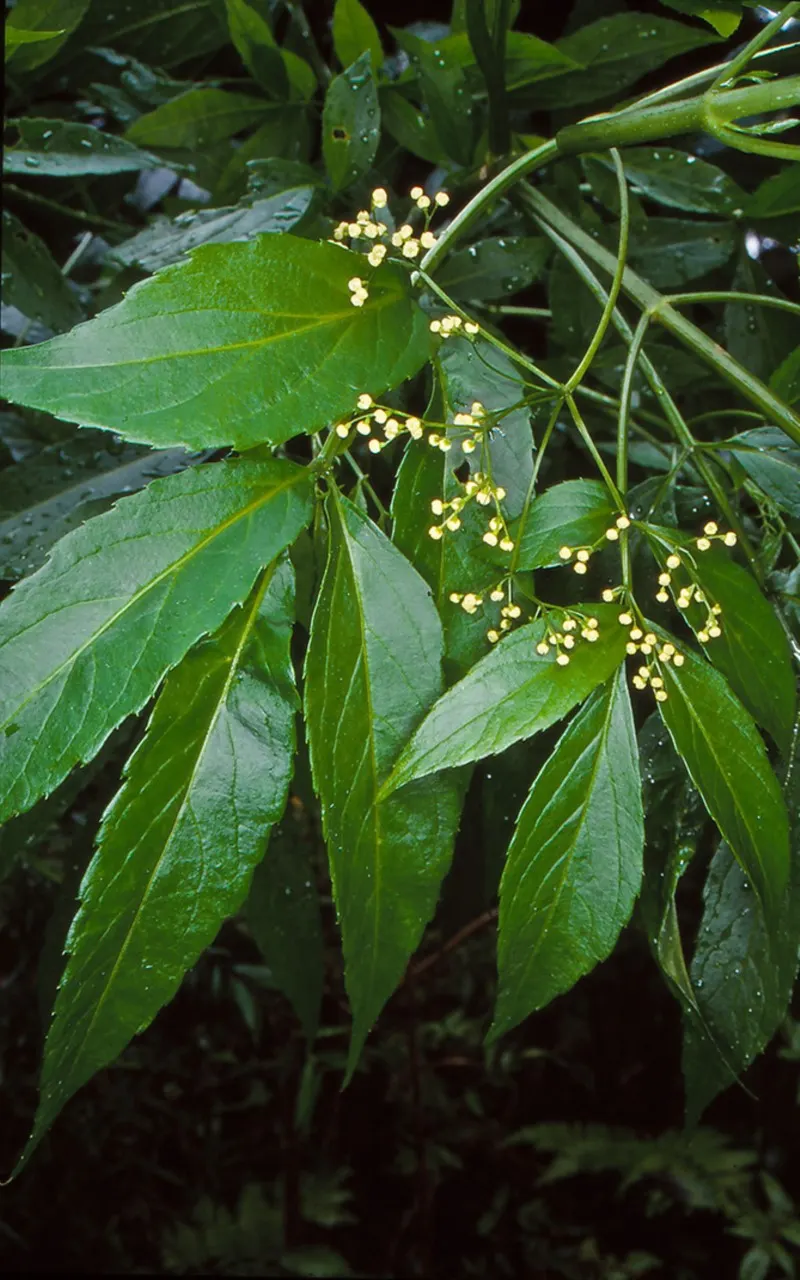 Elderberry (Sambucus Canadensis) — In the late spring to early summer; shrub for full or half