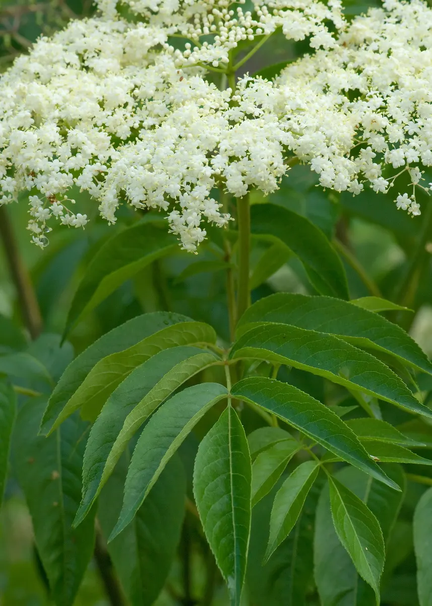 Elderberry (Sambucus Canadensis) — a versatile North American native; this deciduous shrub grows to 5-12 feet high and wide, thriving in full sun to partial