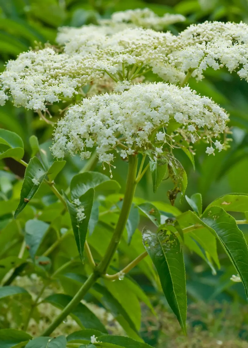 Elderberry (Sambucus Canadensis) — This deciduous shrub grows to 5-12 feet high and wide, thriving in full sun to partial shade