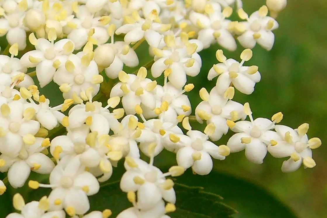 Elderberry (Sambucus Canadensis) — the elderberry bursts into clusters of creamy white flowers