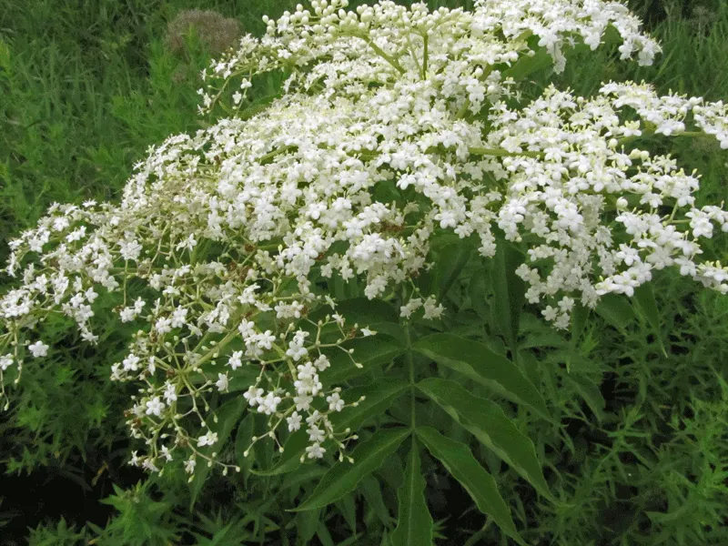 Elderberry (Sambucus Canadensis) — Typically growing to a mature height of 5 to 12 feet; shrub with white blooms