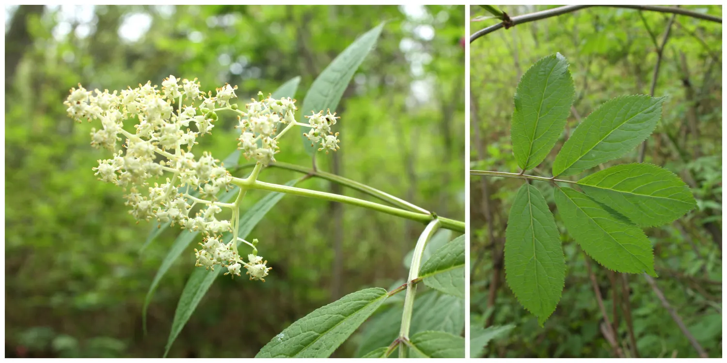 Elderberry (Sambucus Canadensis) — features clusters of small white-to-cream flowers in spring