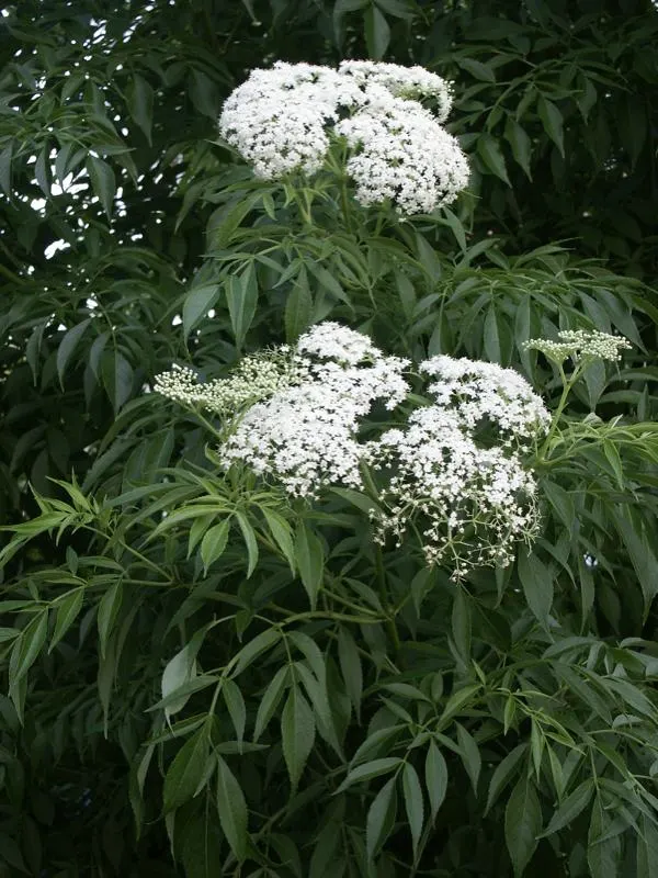 Elderberry (Sambucus Canadensis) — It adapts to a range of soil conditions, preferring moist, well-drained sites