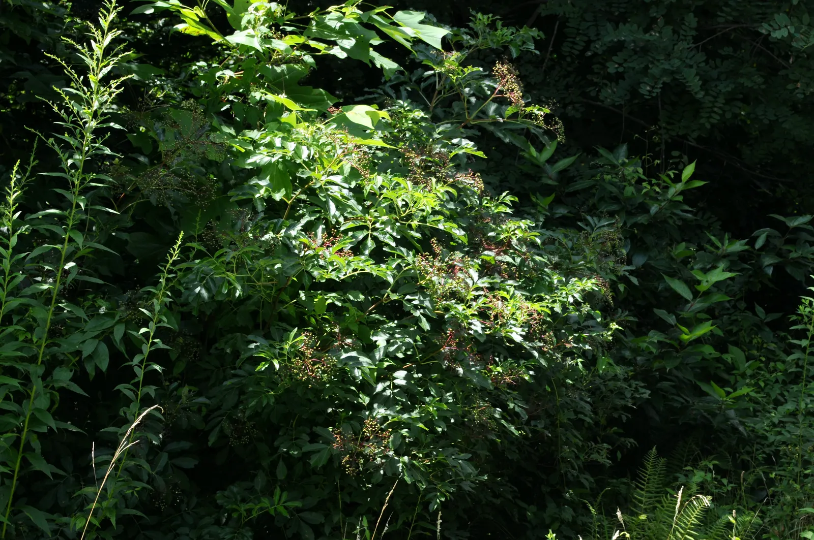 Elderberry (Sambucus Canadensis) — is a versatile and hardy deciduous shrub native to a wide array of regions across North America; and