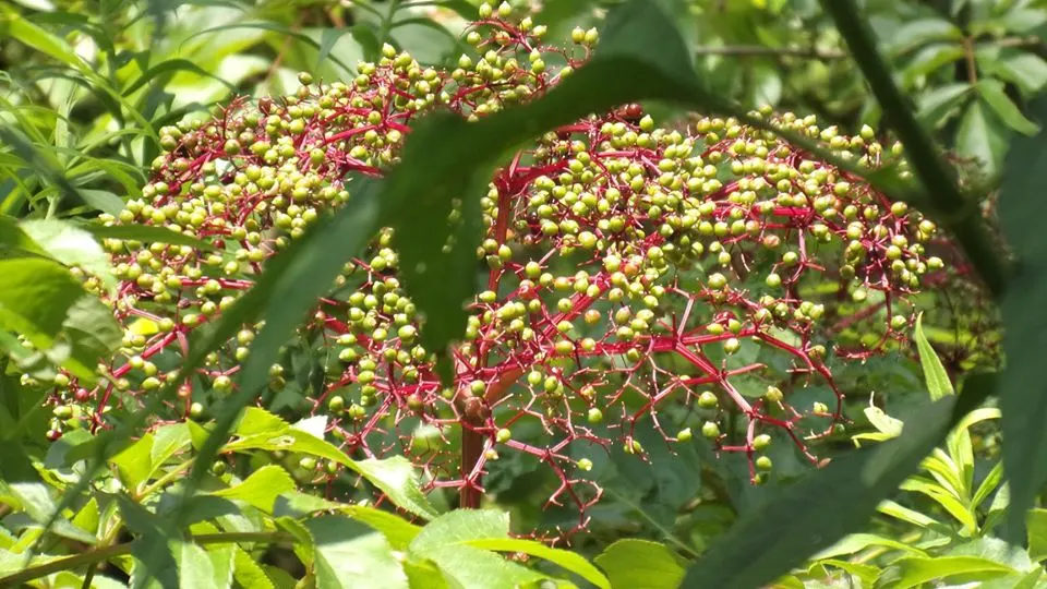 Elderberry (Sambucus Canadensis) — dark purple to black berries; typically growing to a mature height of 5 to 12 feet, image 71