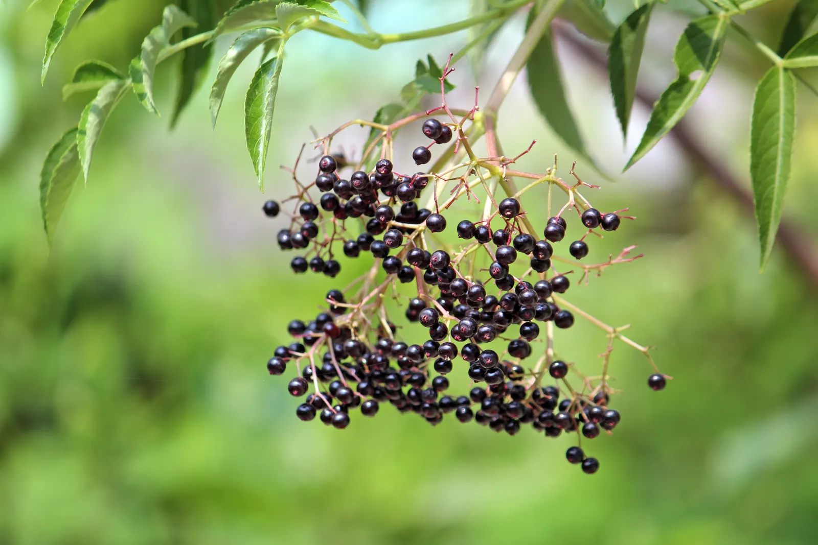 Elderberry (Sambucus Canadensis) — providing nectar for pollinators