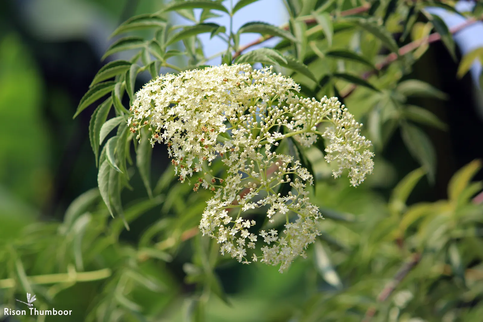 Elderberry (Sambucus Canadensis) — is a versatile and hardy deciduous shrub native to a wide array of regions across North America
