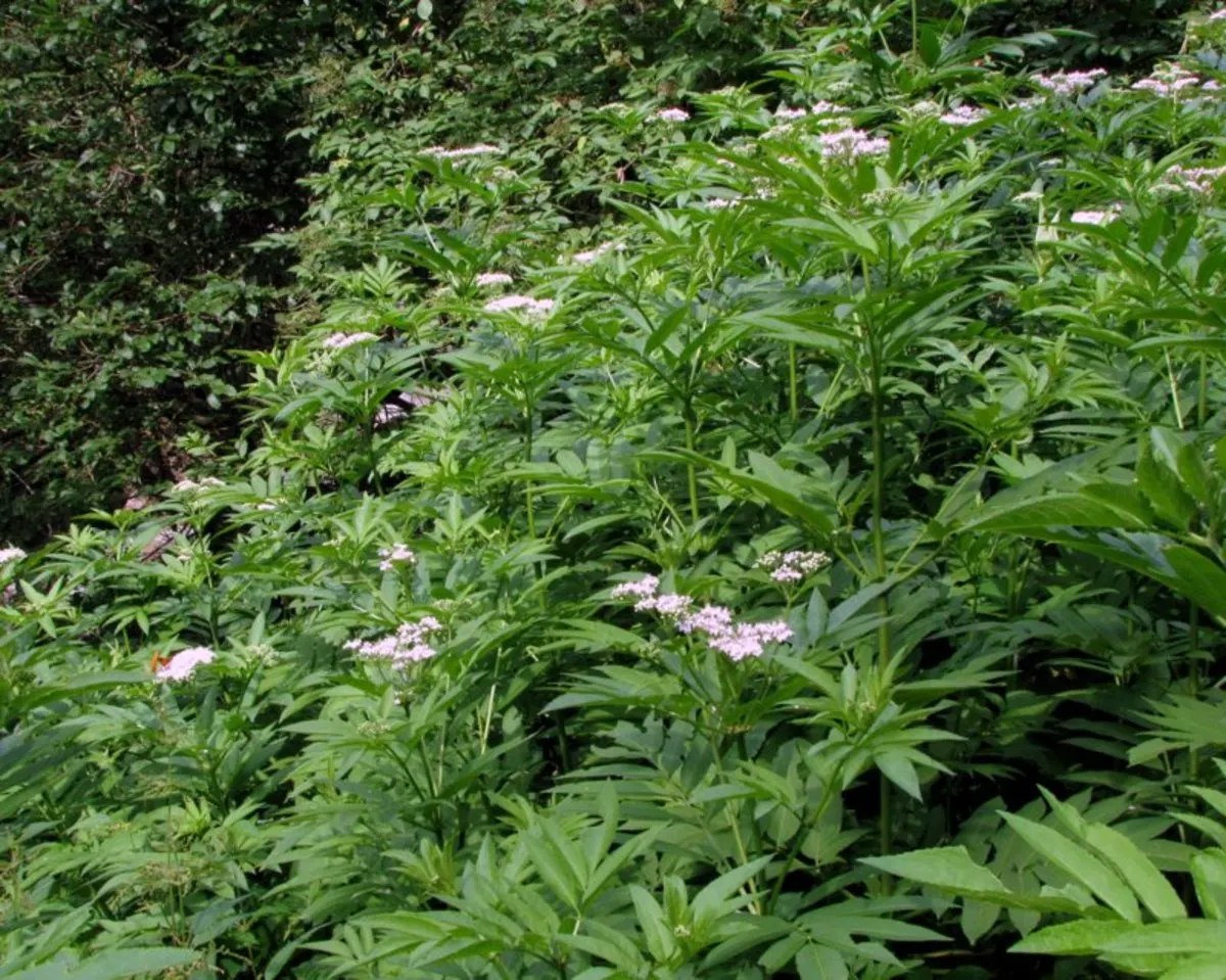 Elderberry (Sambucus Canadensis) — elderberry shrubs offer a lush; ideal for naturalized settings, it offers culinary value and supports pollinators