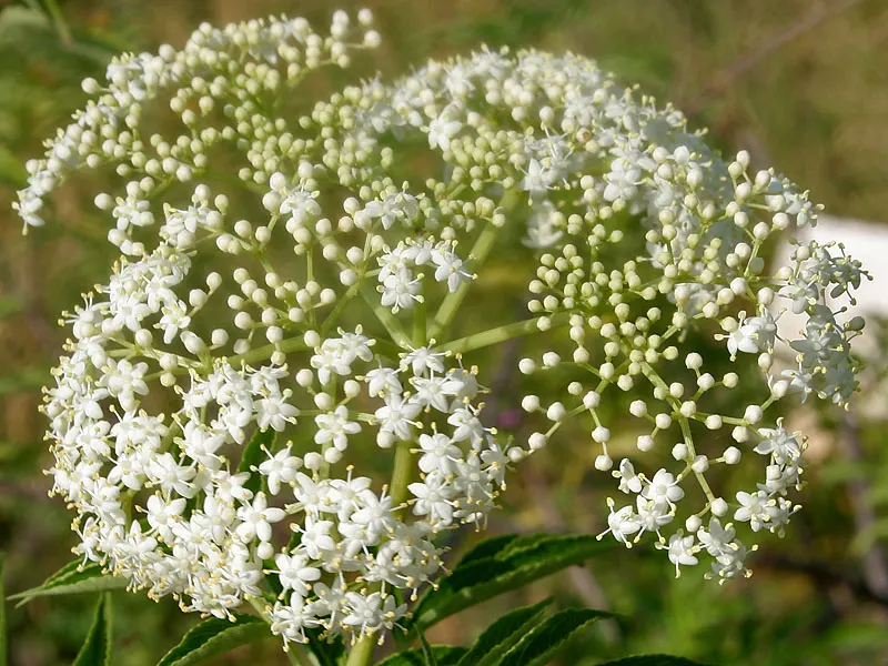 Elderberry (Sambucus Canadensis) — By late summer to early fall; a versatile North American native, image 70
