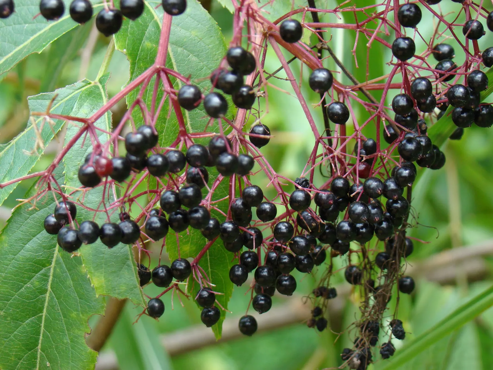 Elderberry (Sambucus Canadensis) — Incorporating elderberries in a garden invites a host of ecological benefits