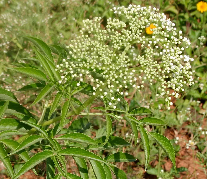 Elderberry (Sambucus Canadensis) — the elderberry bursts into clusters of creamy white flowers; is a versatile and hardy deciduous shrub native to a wide array