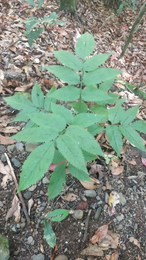 Elderberry (Sambucus Canadensis) — and wines.<br><br>Elderberry plants prefer a location with full sun to partial shade and moist; incorporating, image 73