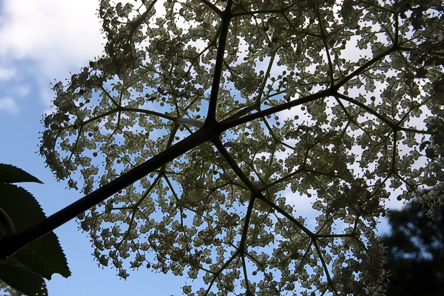 Elderberry (Sambucus Canadensis) — commonly 6 to 10 inches in diameter