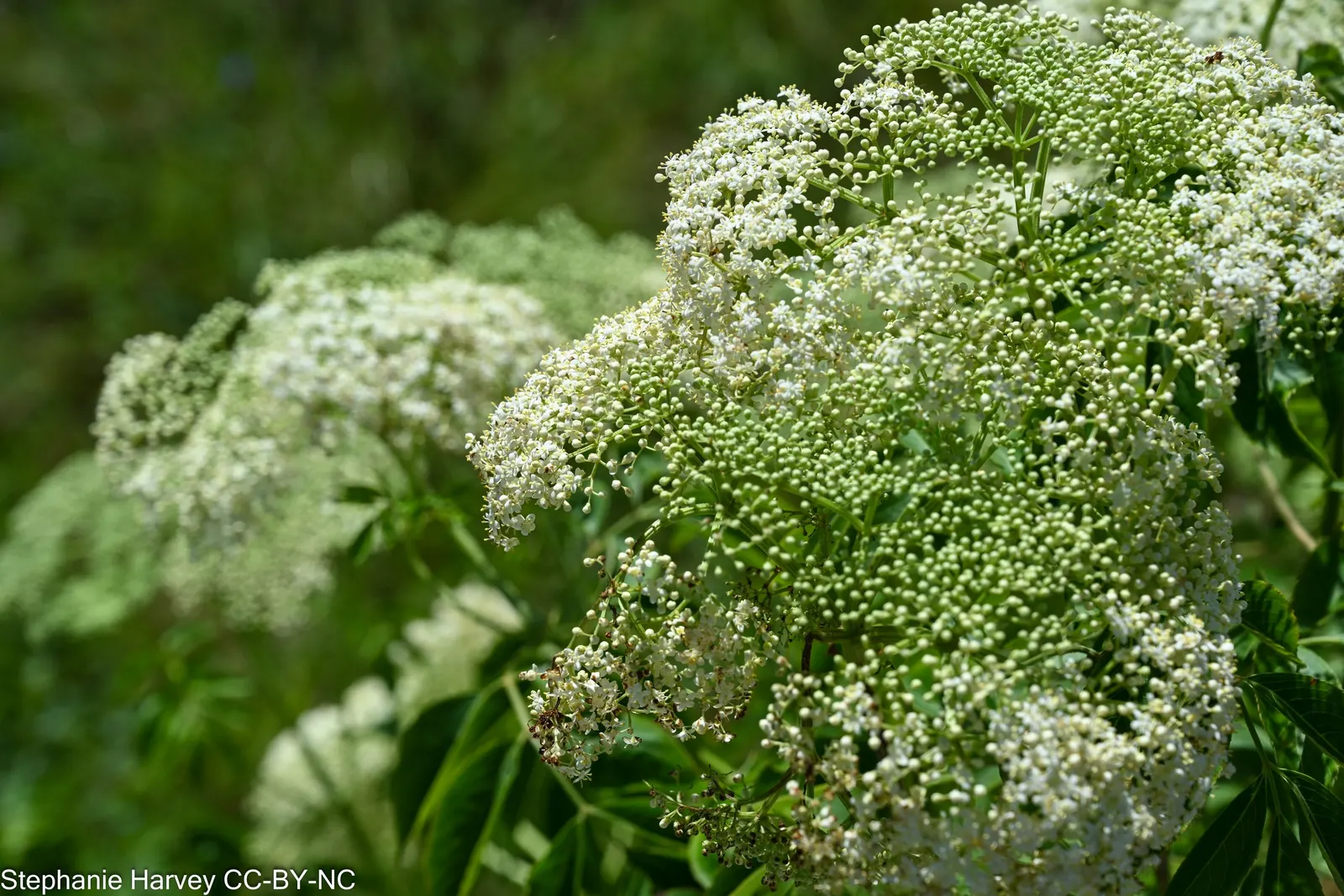Elderberry (Sambucus Canadensis) — By late summer to early fall; a versatile North American native