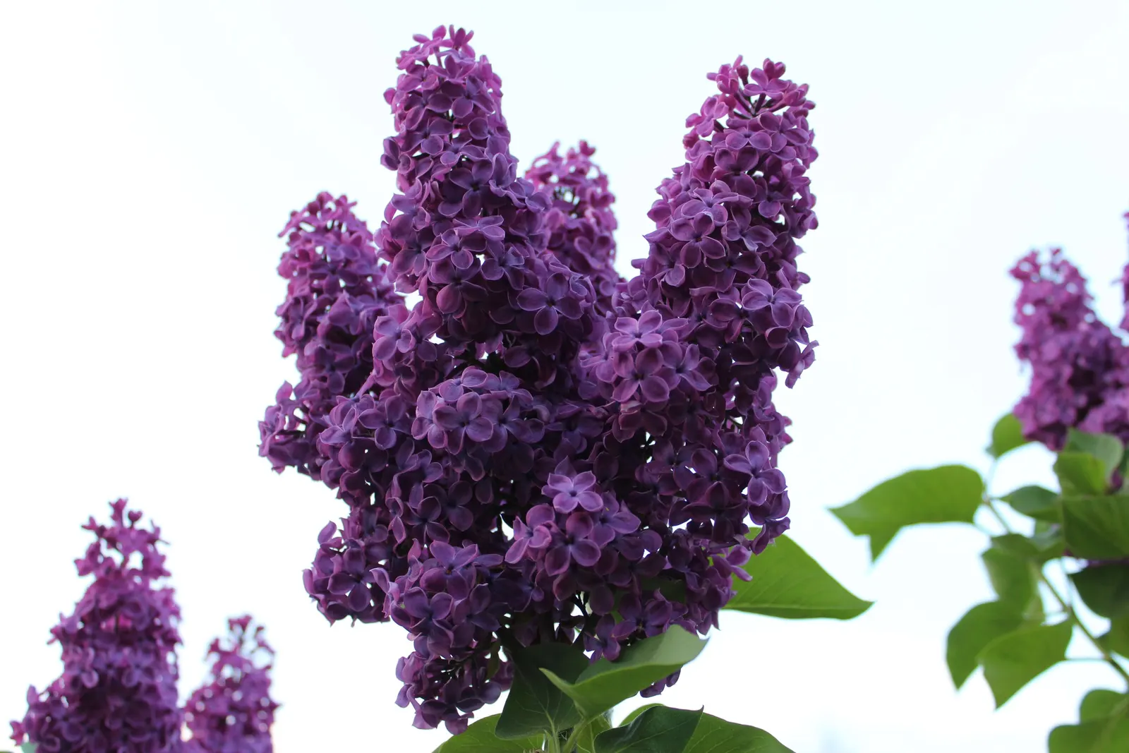 Elderberry (Sambucus Canadensis) — which mature into dark purple berries coveted by wildlife; about 1/4 inch in diameter