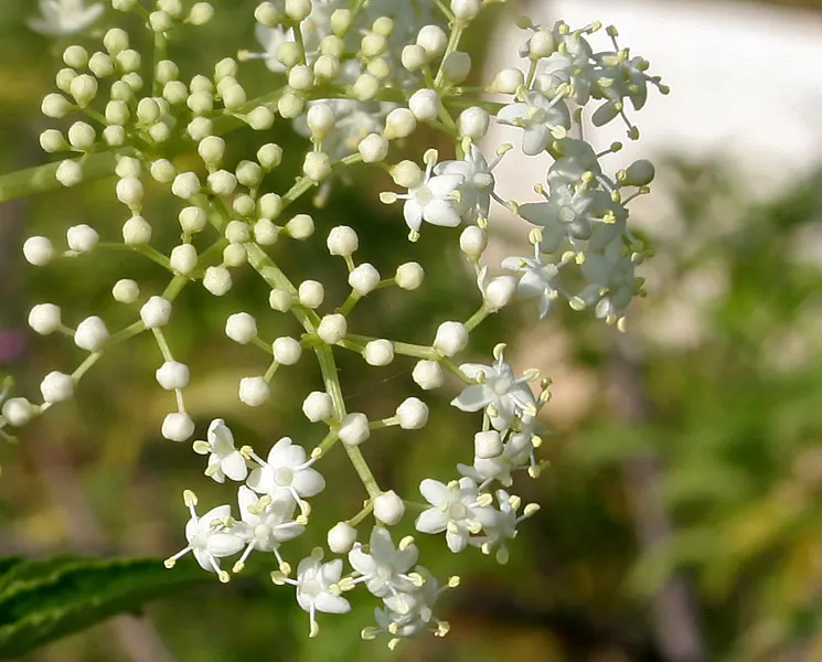 Elderberry (Sambucus Canadensis) — while also providing potential edible yields for the homeowner; which mature into dark purple berries coveted by, image 78