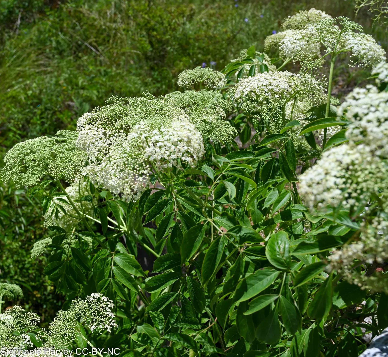 Elderberry (Sambucus Canadensis) — which mature into dark purple berries coveted by wildlife; about 1/4 inch in diameter, image 57