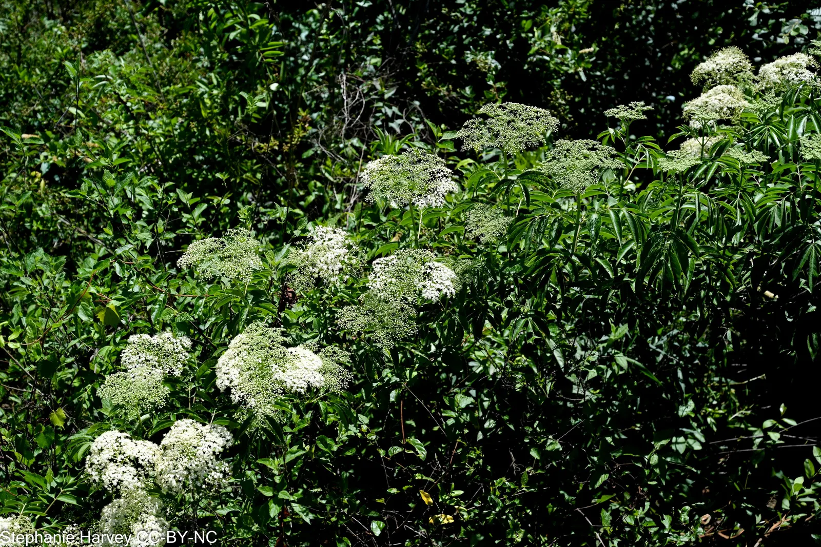 Elderberry (Sambucus Canadensis) — providing nectar for pollinators; but can benefit from occasional pruning to maintain shape and encourage fruit production