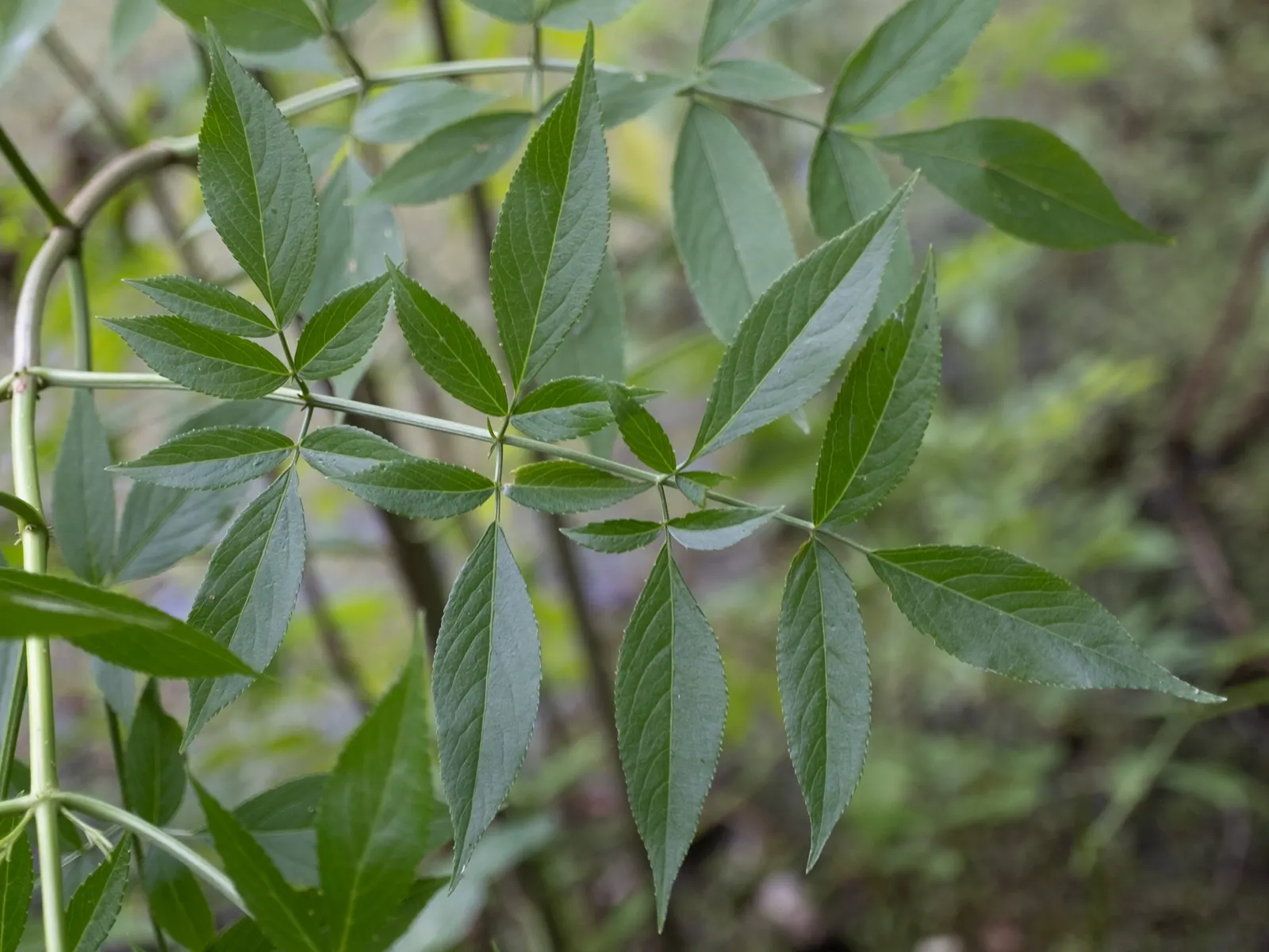 Elderberry (Sambucus Canadensis) — Ideal for naturalized settings, it offers culinary value and supports pollinators; in the late spring to early, image 60