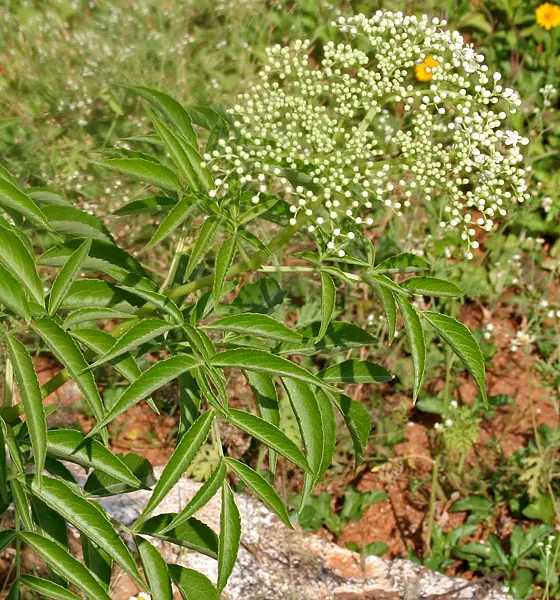 Elderberry (Sambucus Canadensis) — a versatile North American native; this deciduous shrub grows to 5-12 feet high and wide, thriving in full sun, image 55