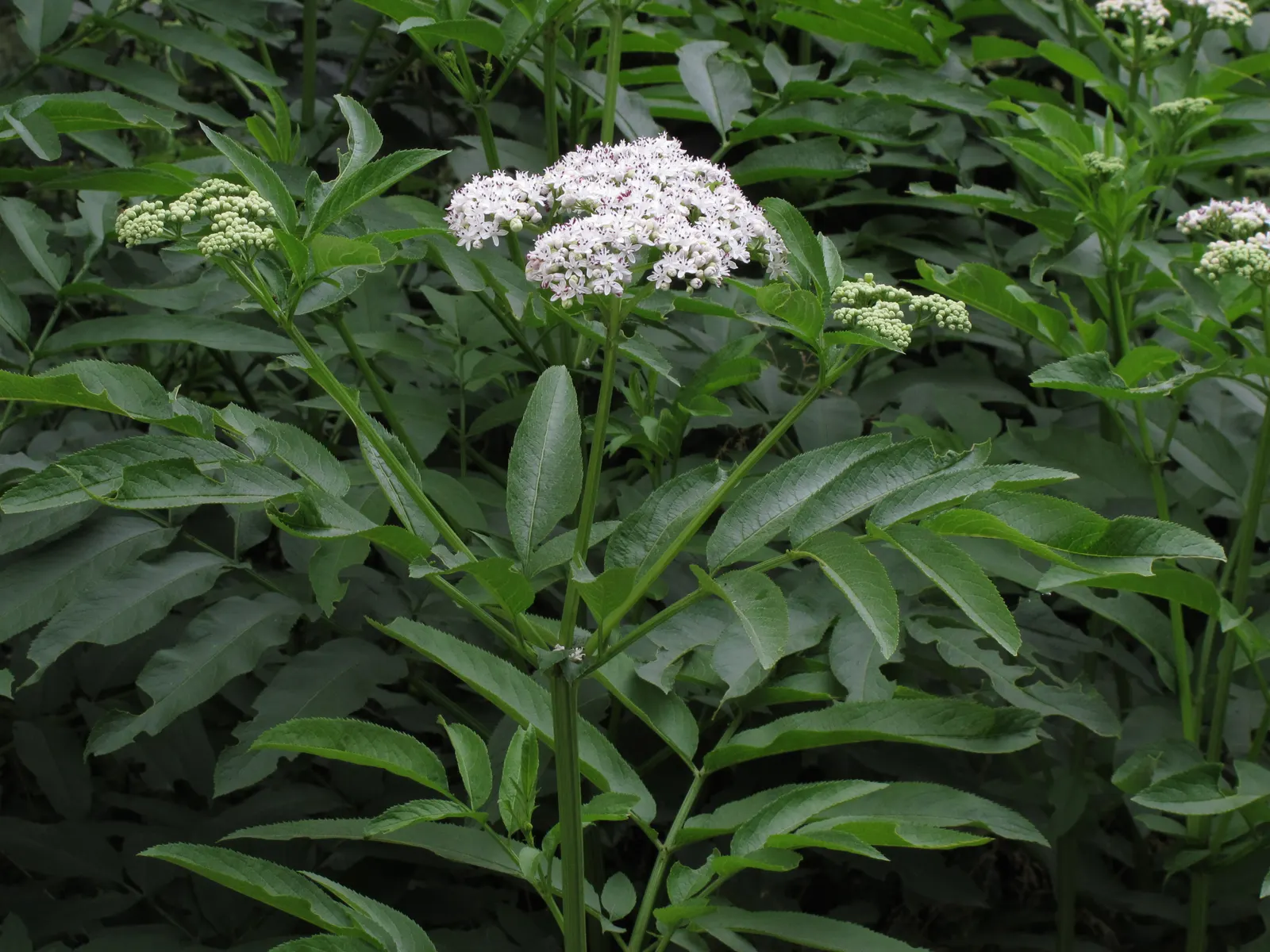 Elderberry (Sambucus Canadensis) — They are relatively low-maintenance