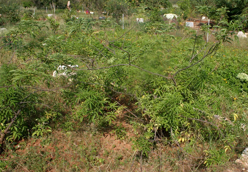 Elderberry (Sambucus Canadensis) — Incorporating elderberries in a garden invites a host of ecological benefits; by late summer to early fall