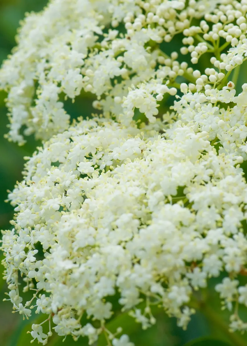 Elderberry (Sambucus Canadensis) — shrub for full or half