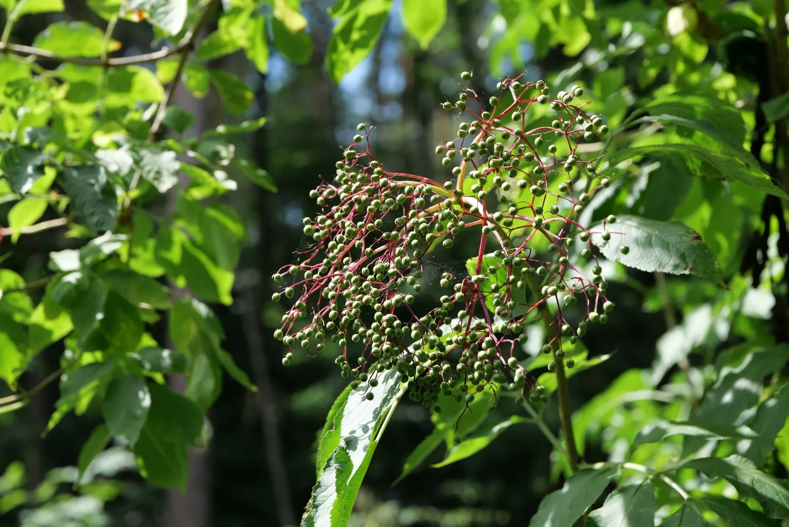 Elderberry (Sambucus Canadensis) — is a versatile and hardy deciduous shrub native to a wide array of regions across North America; and, image 61