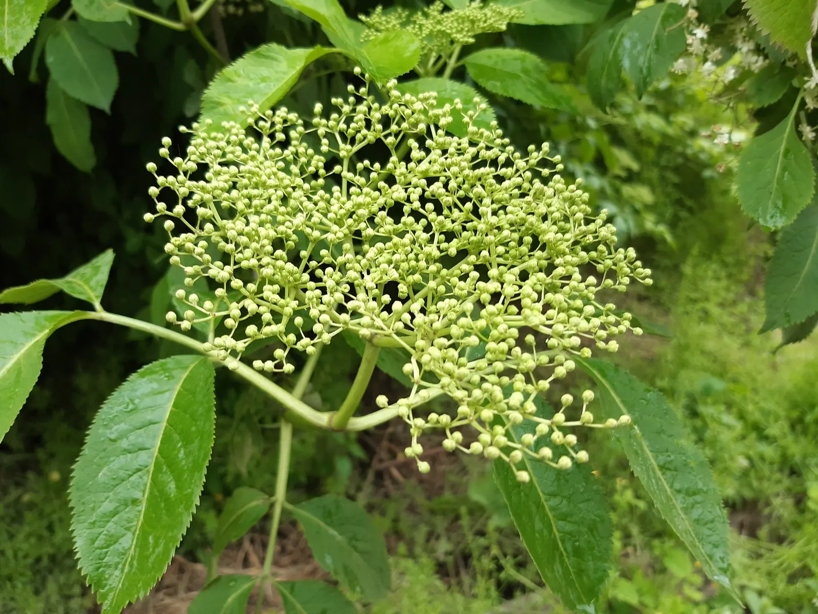 Elderberry (Sambucus Canadensis) — In the late spring to early summer; shrub for full or half, image 66