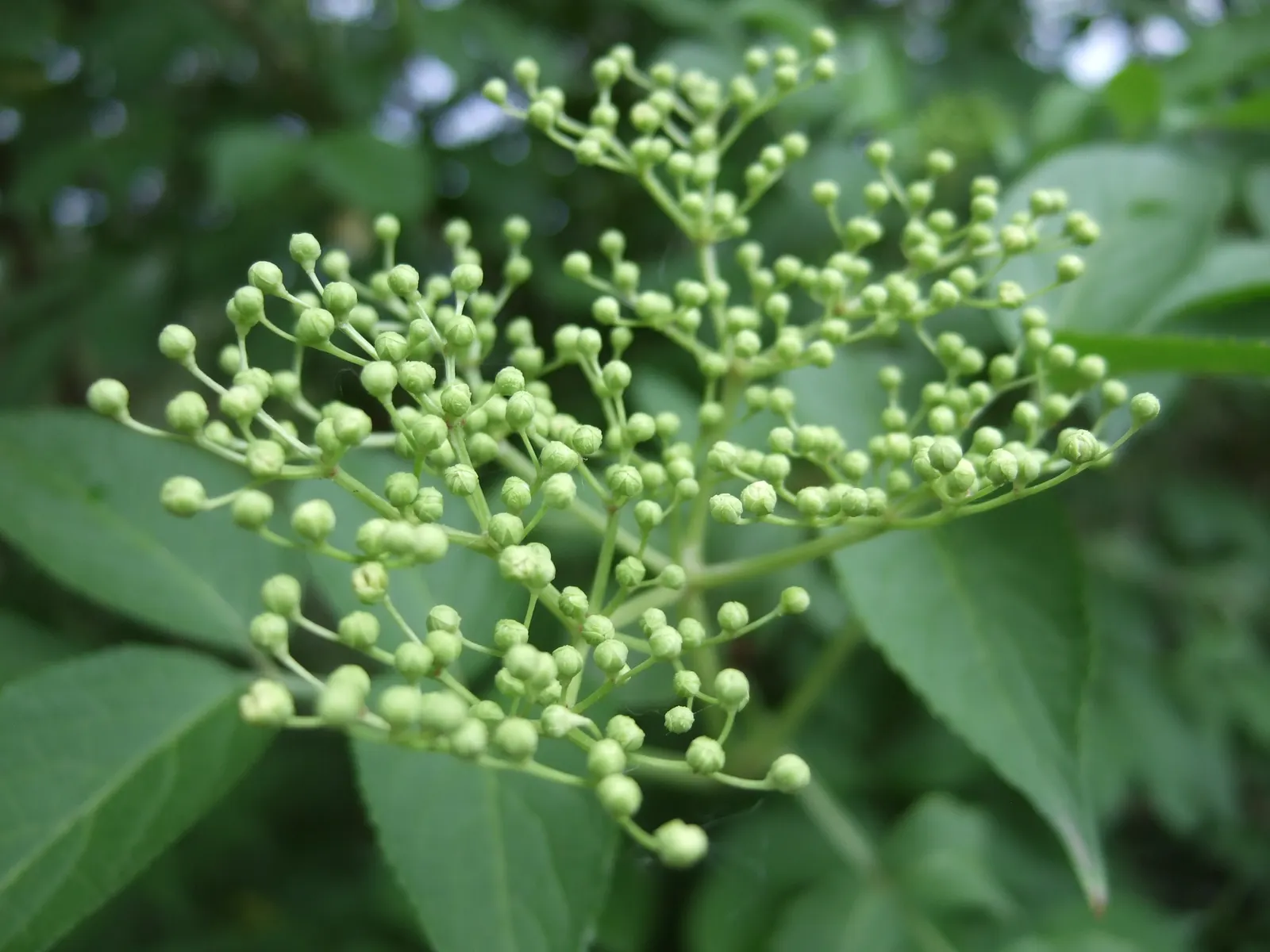 Elderberry (Sambucus Canadensis) — a versatile North American native