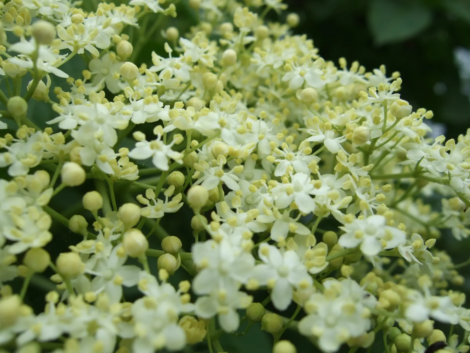 Elderberry (Sambucus Canadensis) — The plant thrives in USDA Hardiness Zones 3 through 9; the elderberry bursts into clusters of creamy white flowers