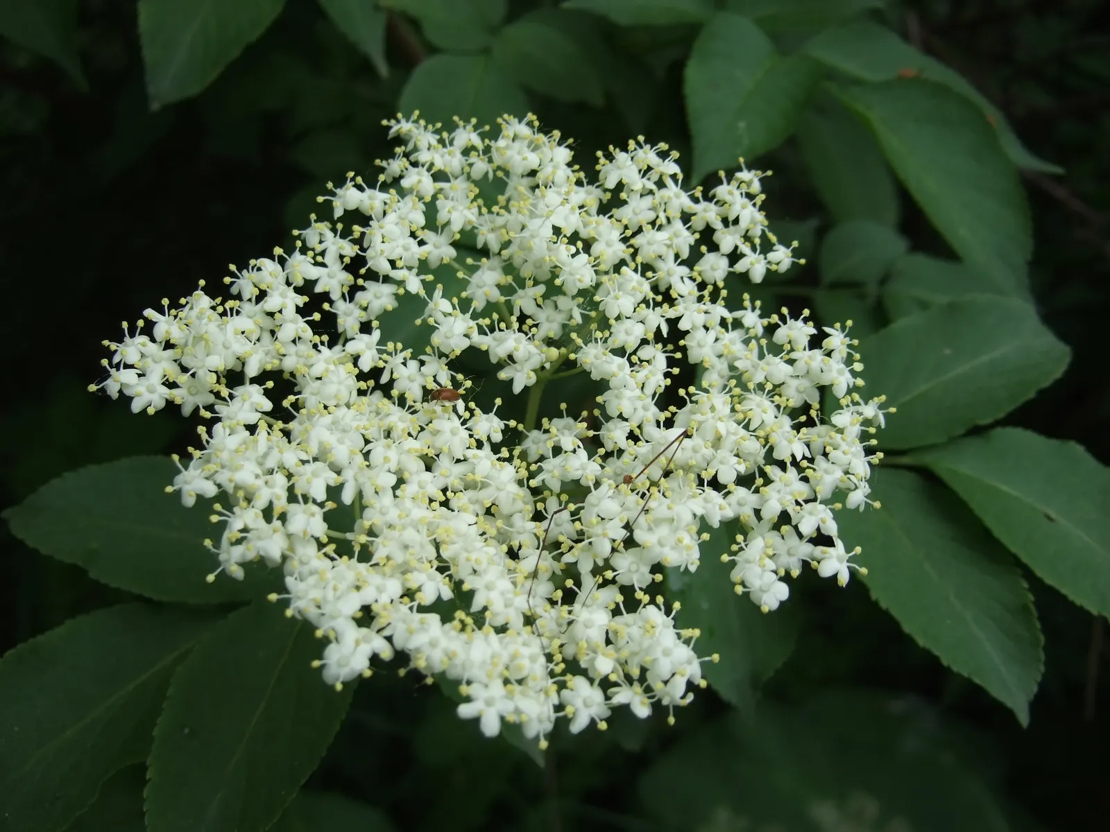 Elderberry (Sambucus Canadensis) — attracting beneficial insects and wildlife