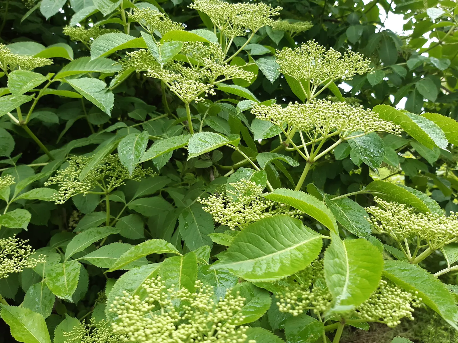 Elderberry (Sambucus Canadensis) — elderberry shrubs offer a lush; ideal for naturalized settings, it offers culinary value and supports pollinators, image 63