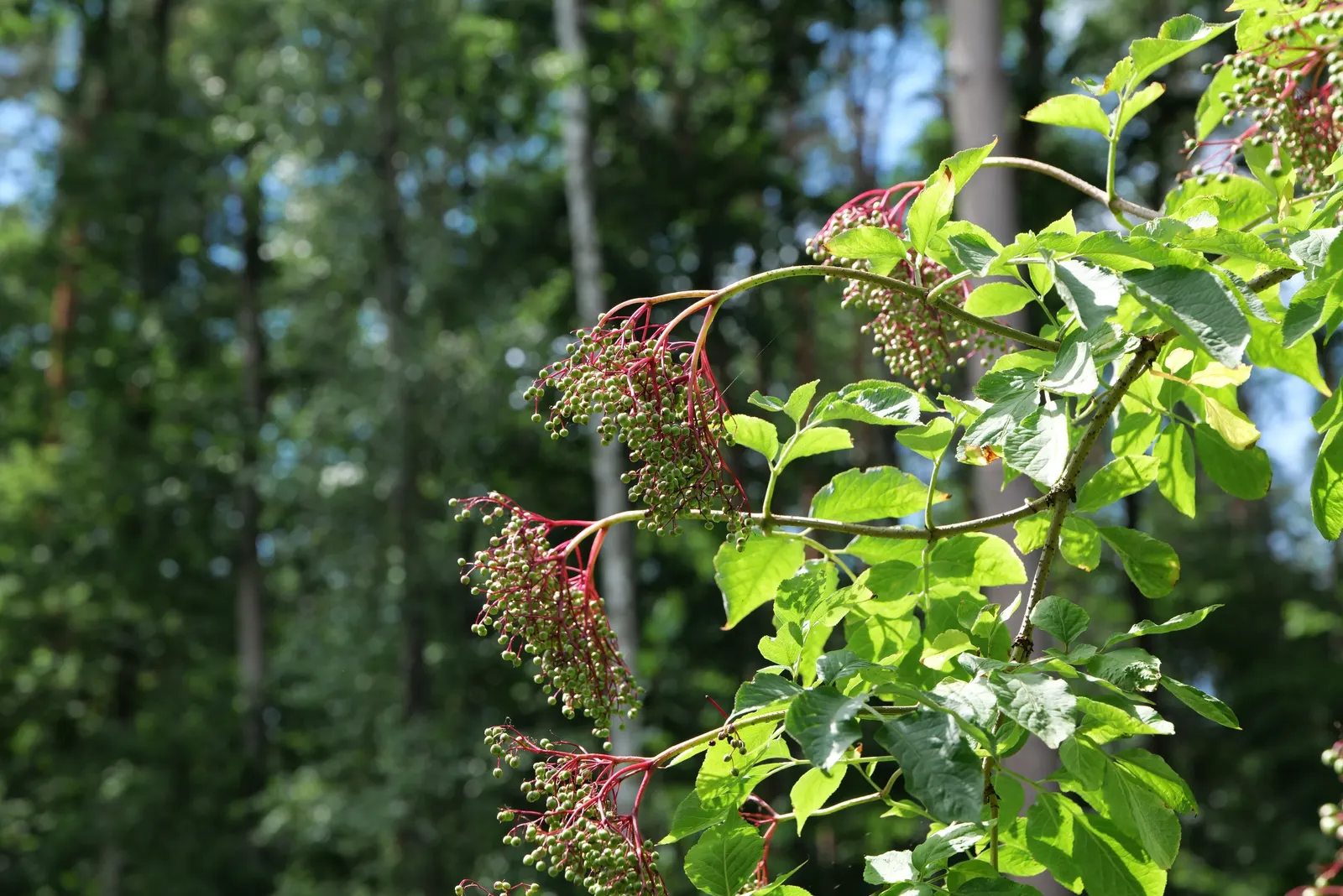 Elderberry (Sambucus Canadensis) — features clusters of small white-to-cream flowers in spring; each leaflet measuring 2 to 6 inches long, image 56
