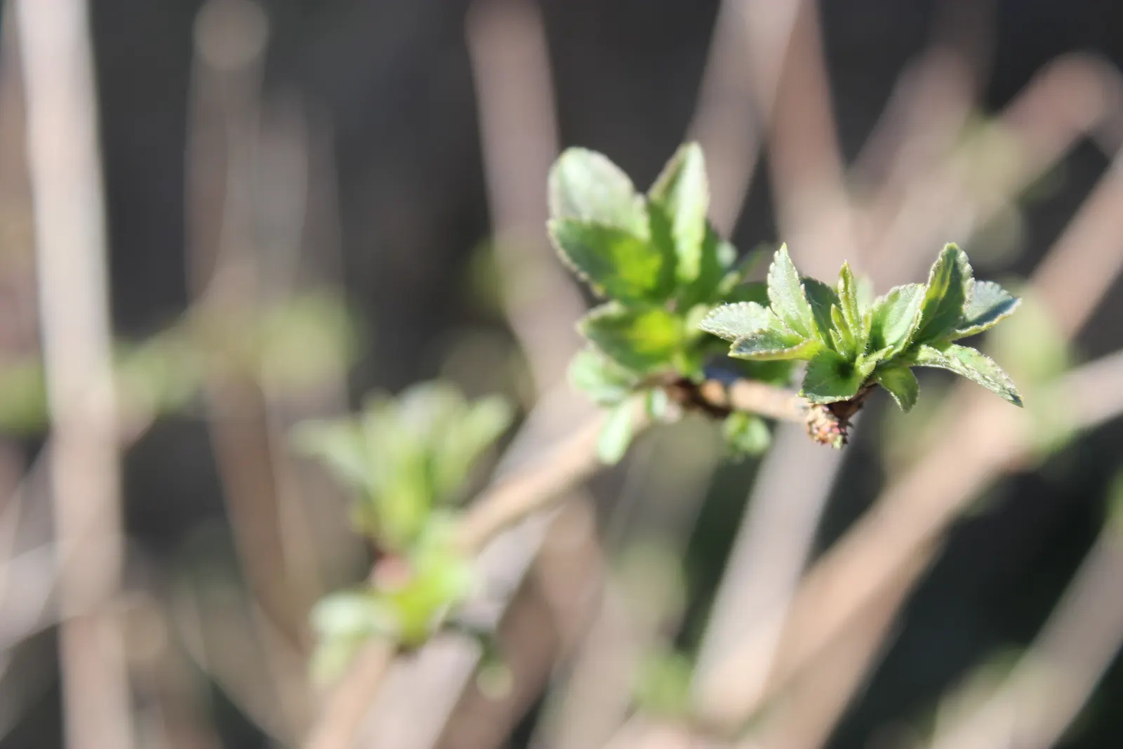 Elderberry (Sambucus Canadensis) — attracting beneficial insects and wildlife, image 77