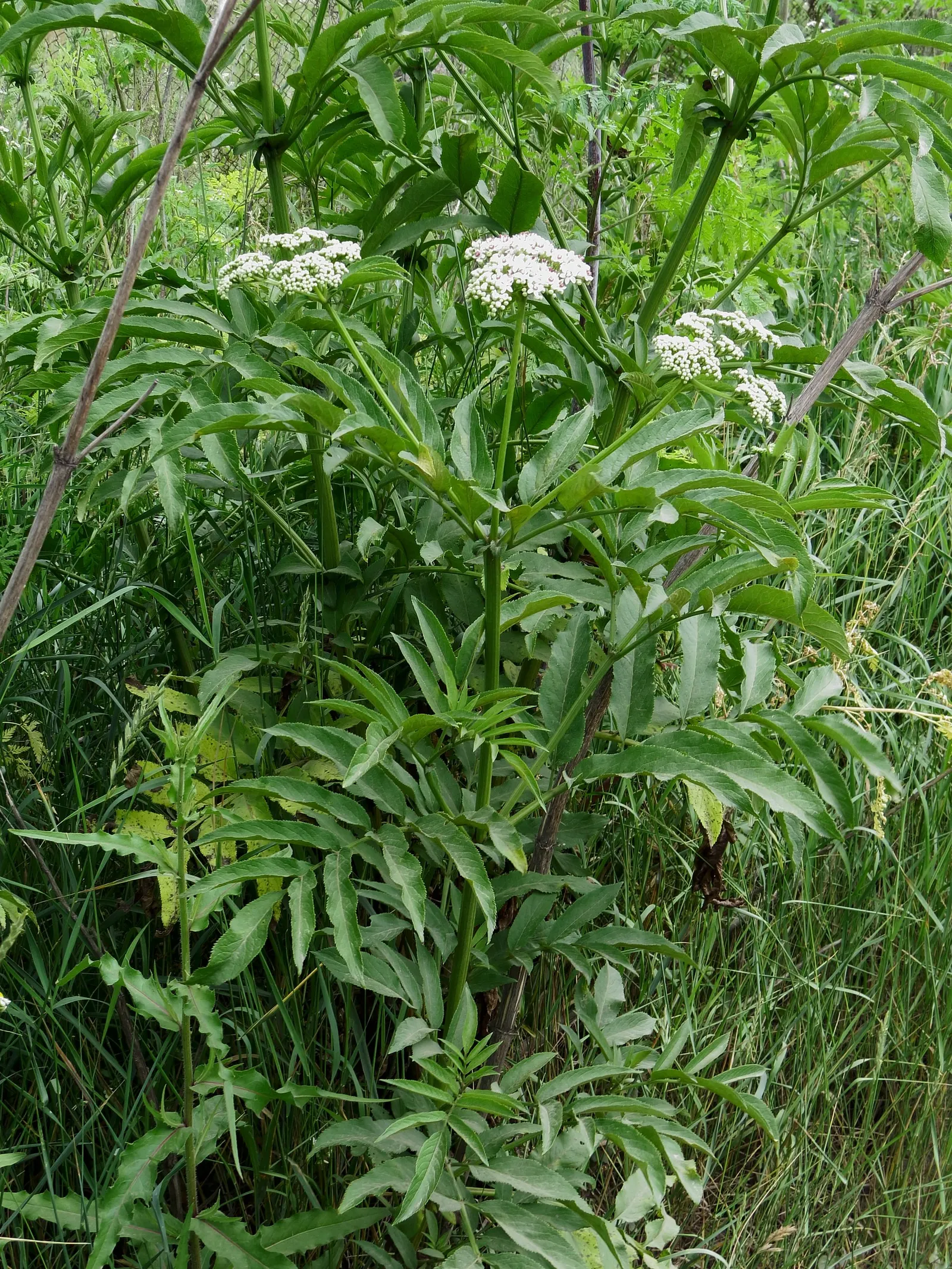 Elderberry (Sambucus Canadensis) — It adapts to a range of soil conditions, preferring moist, well-drained sites, image 32