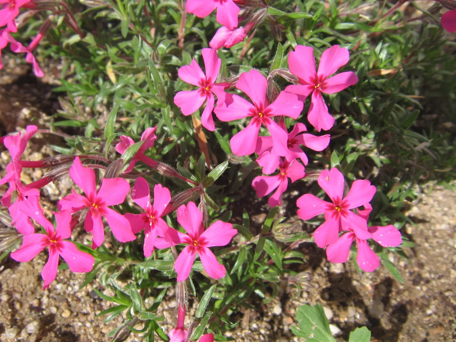 Moss Phlox (Phlox Subulata) — With a growth habit that reaches a modest height of 4 to 6 inches and a spread of up to 2 feet