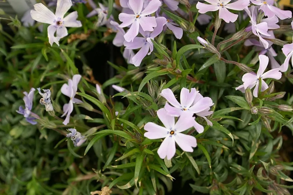 Moss Phlox (Phlox Subulata) — In late spring to early summer; and attracts butterflies and hummingbirds, image 62