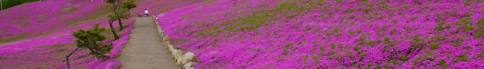 Moss Phlox (Phlox Subulata) — purple flowers in the garden; this native of North America thrives in USDA hardiness zones 3 through 9, exhibiting, image 73