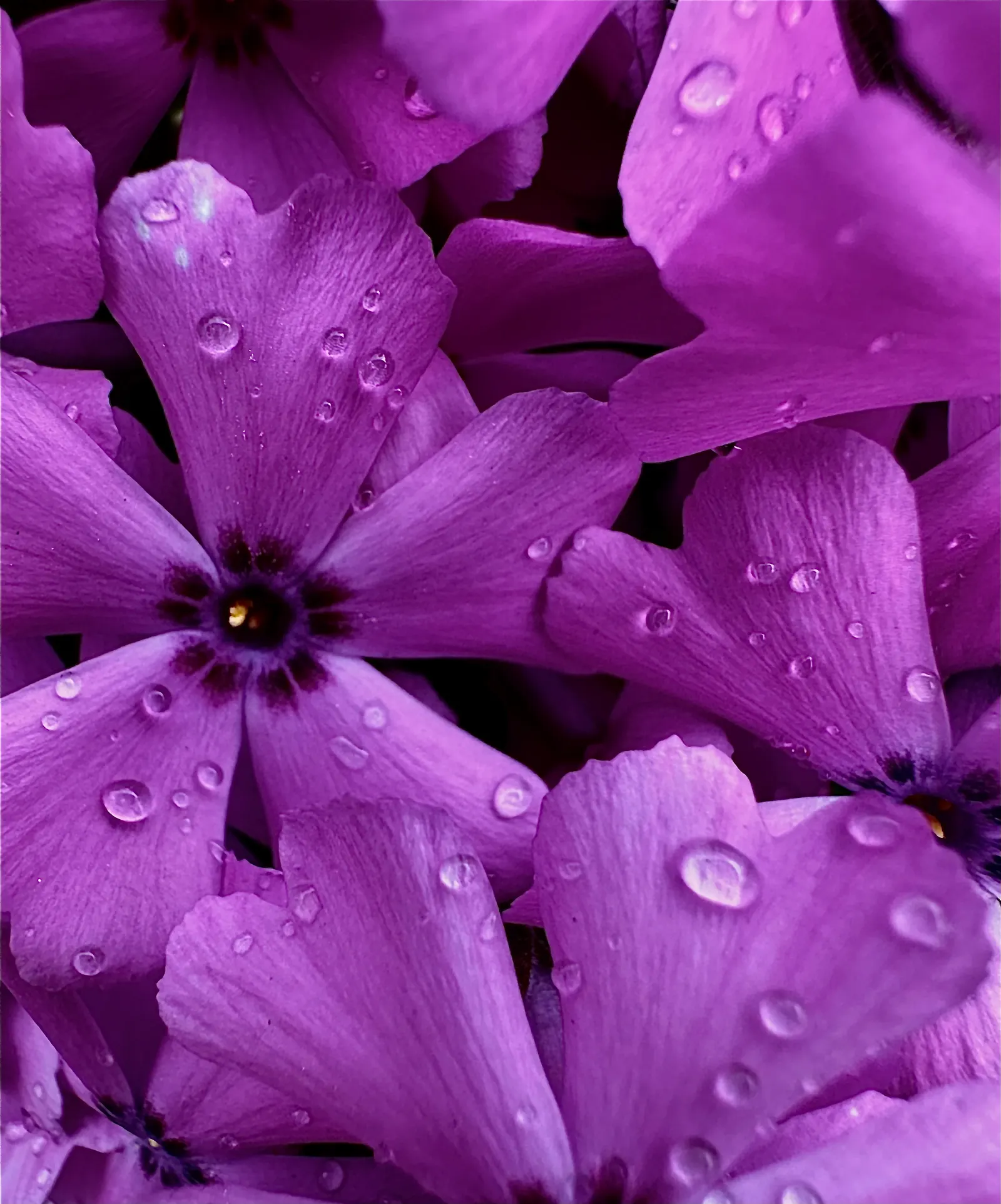 Moss Phlox (Phlox Subulata) — This native of North America thrives in USDA hardiness zones 3 through 9, exhibiting notable cold hardiness; tiny, image 83