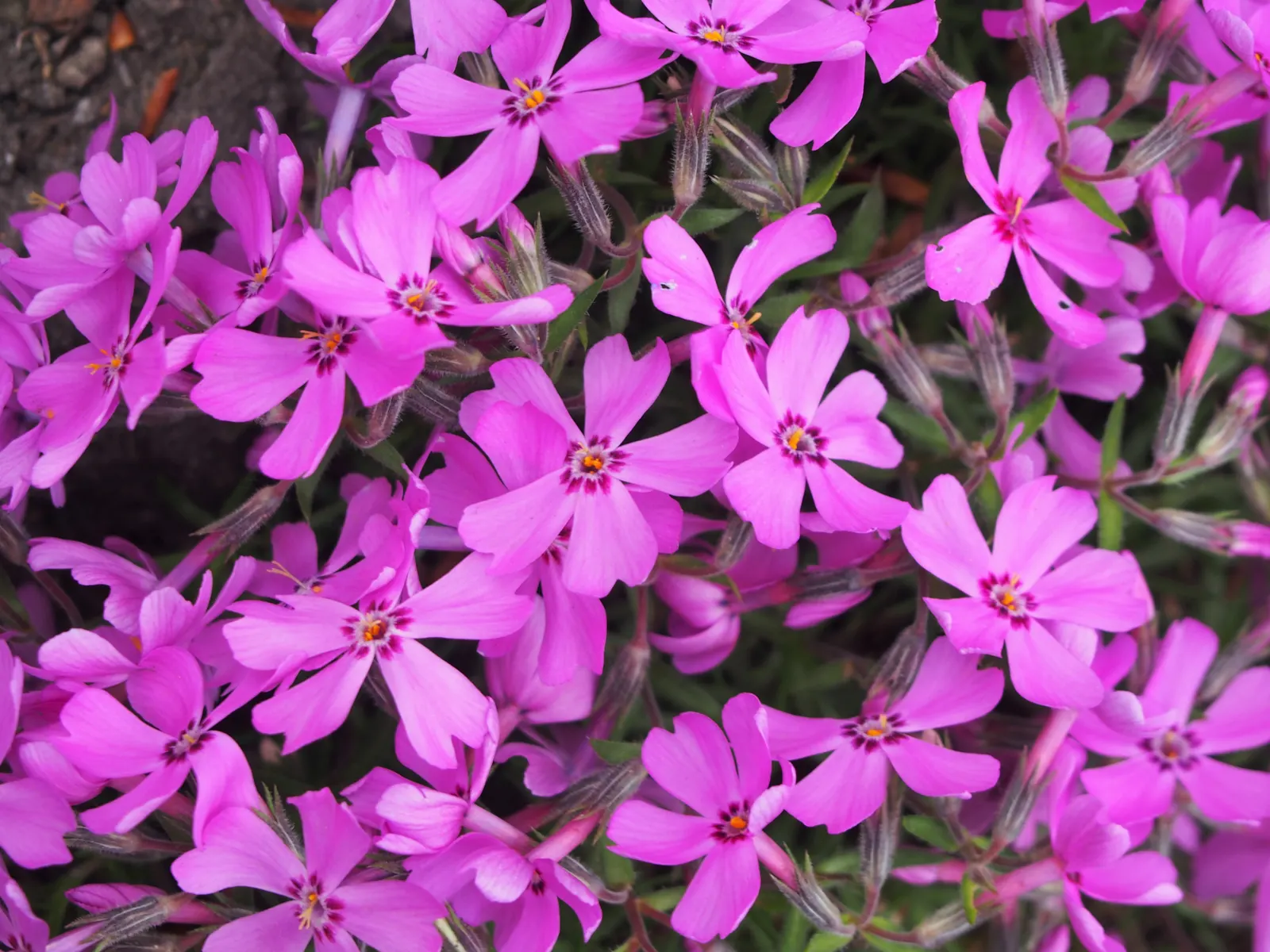 Moss Phlox (Phlox Subulata) — Tiny needle-like leaves create a lush mat, offering hues of pink, purple, white, or blue; it has a moderate growth, image 53