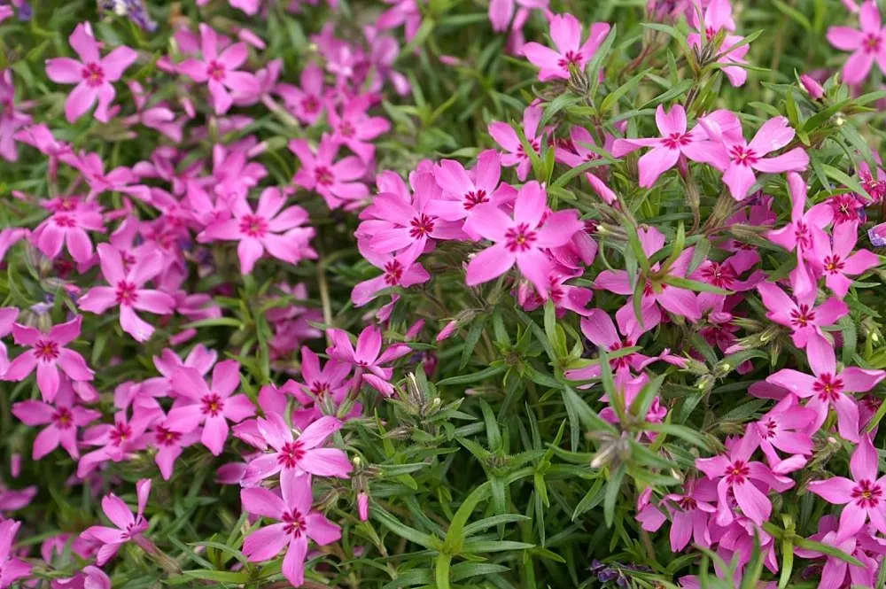 Moss Phlox (Phlox Subulata) — In late spring to early summer