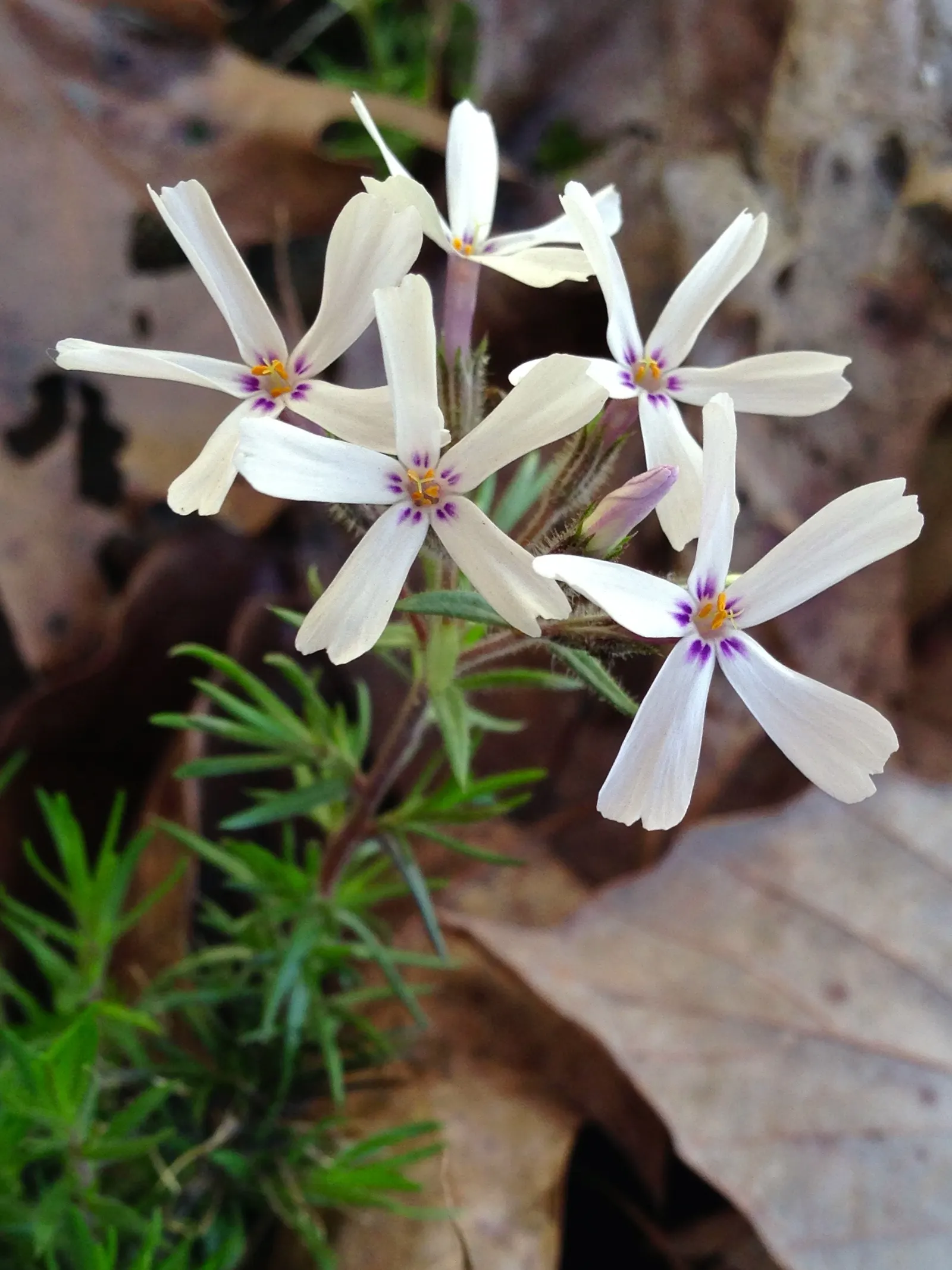 Moss Phlox (Phlox Subulata) — creating an eye-catching effect.<br><br>Moss Phlox is highly adaptable