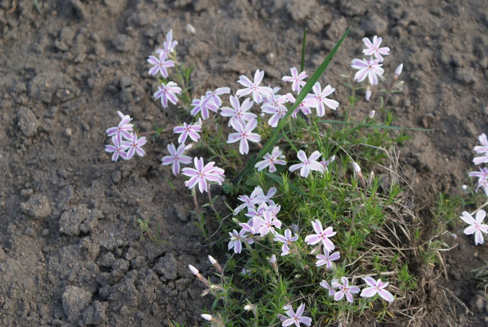 Moss Phlox (Phlox Subulata) — lending a fine-textured appearance year-round; perennial with purple blooms, image 61