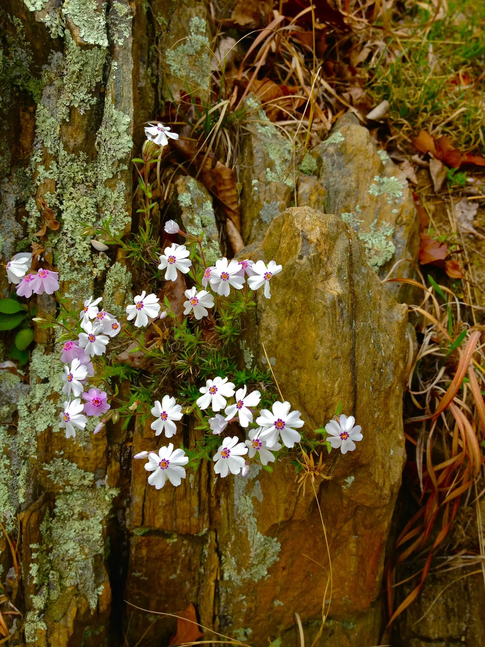 Moss Phlox (Phlox Subulata) — perennial with purple blooms; the blossoms come in a variety of hues including pink