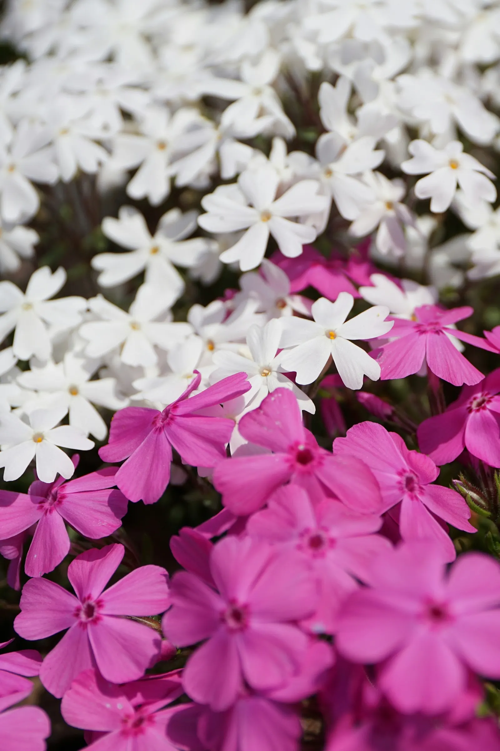 Moss Phlox (Phlox Subulata) — Tiny needle-like leaves create a lush mat, offering hues of pink, purple, white, or blue